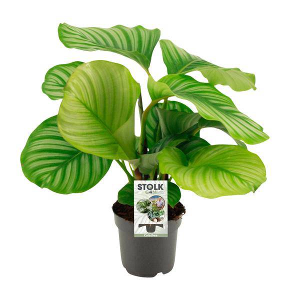 Blumentopf Korb Ø14cm ↕45cm – moderner Pflanztopf für Zimmerpflanzen, Sukkulenten, Kakteen & Kräuter – Plant