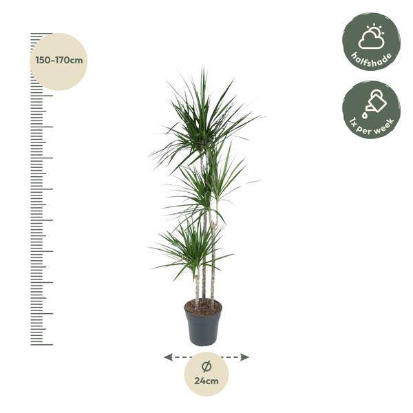 Drachenbaum Zimmerpflanze Ø24cm ↕160cm – pflegeleichte Grünpflanze für Wohnzimmer, Büro & helle Standorte kaufen – Plant