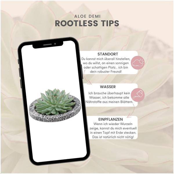 Sukkulente Echeveria pulidonis Rootless Zimmerpflanze Ø20cm – pflegeleichte Sukkulente für Wohnzimmer, Büro & helle Standorte kaufen – Plant