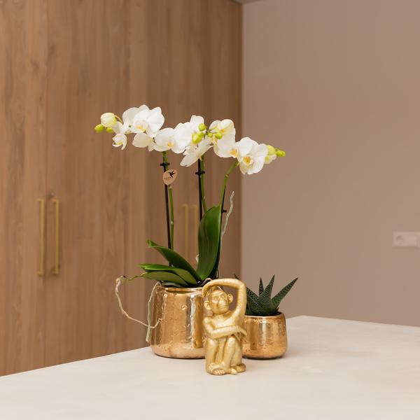 Ornament Dekoskulptur Sitzender Affe – Gold – Handgefertigte Polystone – Figur – 13cm – Verspieltes Dekoaccessoire für Zuhause und Pflanzensets – Plant