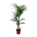 Kentia – Palme (Howea forsteriana) – Zimmerpflanze – Ø22cm – 120cm hoch – Luftreinigend & Pflegeleicht – Plant