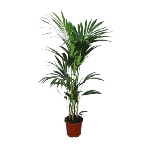 Kentia – Palme (Howea forsteriana) – Zimmerpflanze – Ø22cm – 120cm hoch – Luftreinigend & Pflegeleicht – Plant