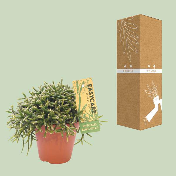 Korallenkaktus Rhipsalis Burchellii Zimmerpflanze Ø12cm ↕20cm – pflegeleichte Sukkulente für Wohnzimmer, Büro & helle Standorte kaufen – Plant