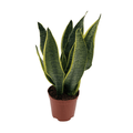 Bogenhanf – Sansevieria Superba – Zimmerpflanze – Ø12cm x ↕40cm – Pflegeleichte Grünpflanze für Innenräume – Luftreinigende Dekopflanze – Plant