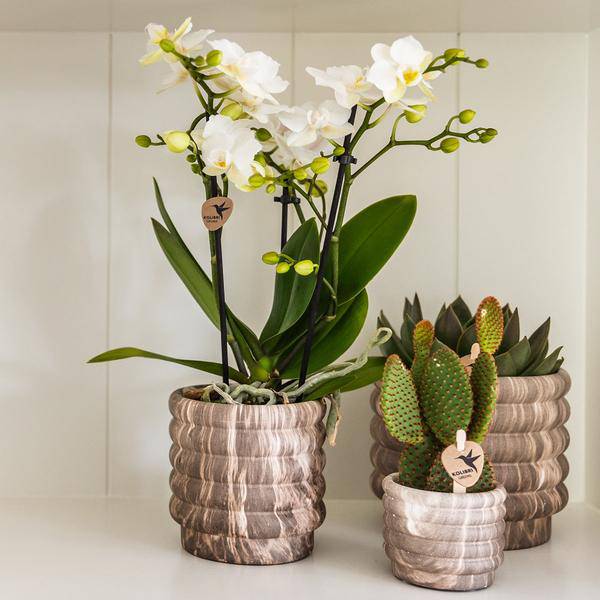 Marmor – Topf Dunkel – Ø6cm – Keramik Blumentopf mit edler Marmoroptik – Mini Dekotopf für kleine Zimmerpflanzen, Sukkulenten & Kakteen – Plant