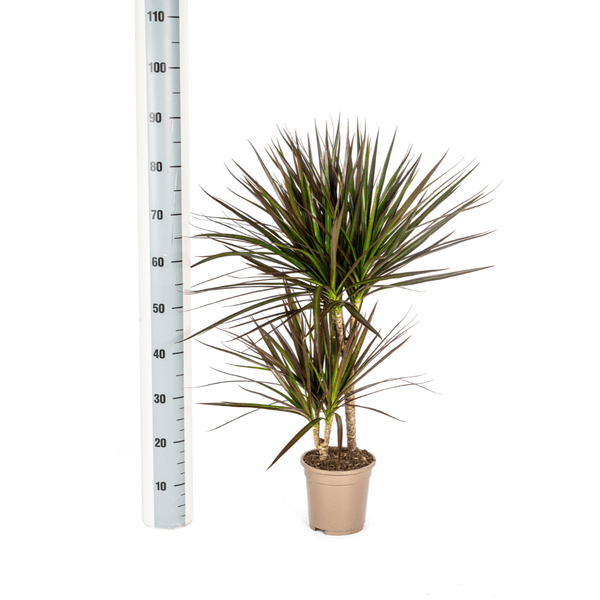 Dracaena Marginata Magenta – Drachenbaum – Zimmerpflanze – Ø17cm – ↕50-70cm – Pflegeleichte Grünpflanze mit roten Blatträndern – Plant