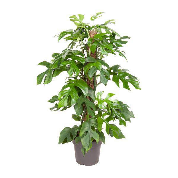 Fensterblatt Monstera Minima – Ø19cm – ↕80cm – Pflegeleichte Zimmerpflanze mit dekorativen Blättern