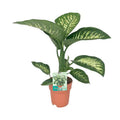 Dieffenbachia seguine Tropic Snow – Zimmerpflanze – Ø19cm – ↕70cm – immergrüne Blattschmuckpflanze mit gemusterten Blättern – Plant