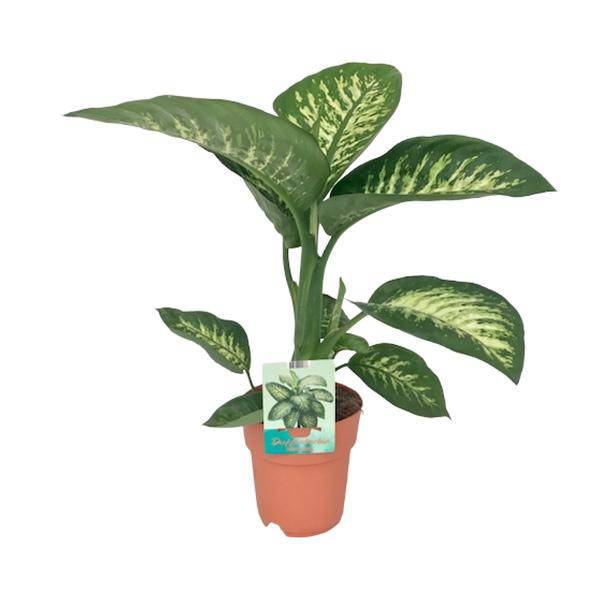 Dieffenbachia seguine Tropic Snow – Zimmerpflanze – Ø19cm – ↕70cm – immergrüne Blattschmuckpflanze mit gemusterten Blättern – Plant