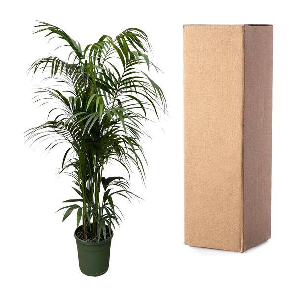 Kentia – Palme – Howea forsteriana – Zimmerpflanze 230cm – Ø38cm – Exklusive XXL – Palme mit eleganten Wedeln – Pflegeleicht – Plant