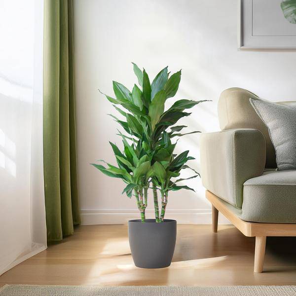 Dracaena Janet Lind 95cm – Drachenbaum Zimmerpflanze Ø21cm – pflegeleichte grüne Pflanze mit Viber Topf Grau – Plant