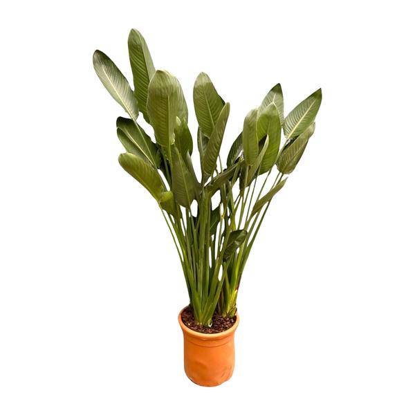 Strelitzia Reginae – Paradiesvogelblume – Zimmerpflanze 180cm – Ø50cm – Exotische Kübelpflanze mit orangefarbenen Blüten – Pflegeleicht – Plant