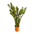 Strelitzia Reginae – Paradiesvogelblume – Zimmerpflanze 180cm – Ø50cm – Exotische Kübelpflanze mit orangefarbenen Blüten – Pflegeleicht – Plant