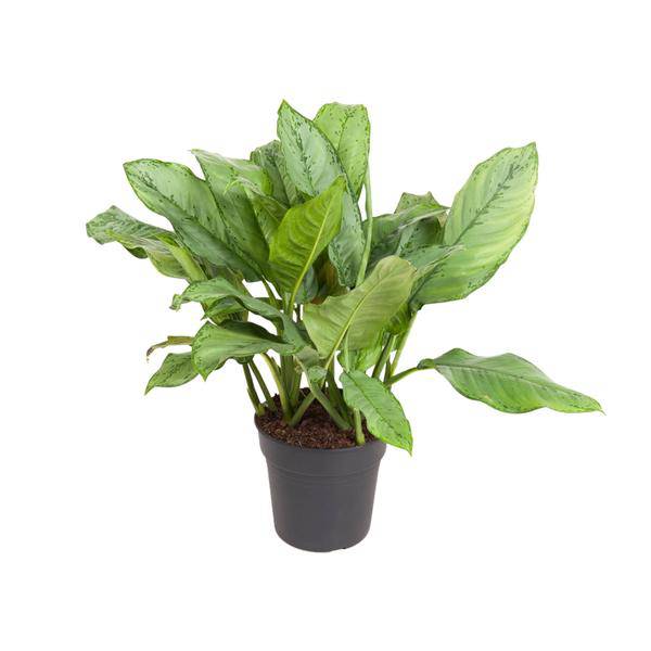 Kolbenfaden Aglaonema B.J. Freedman Zimmerpflanze Ø24cm ↕70cm – pflegeleichte Grünpflanze für Wohnzimmer, Büro & helle Standorte kaufen – Plant