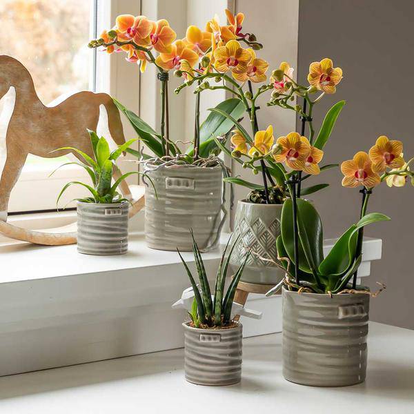 Phalaenopsis Orchid Orange Jamaica Zimmerpflanze Ø9cm – blühende Orchidee für Wohnzimmer, Büro & helle Standorte kaufen – Plant