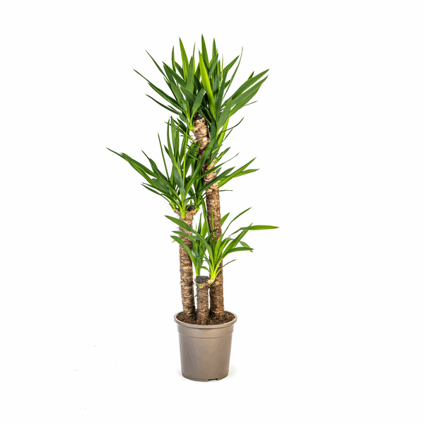 Yucca Elephantipes – Riesen – Palmlilie – Zimmerpflanze Ø24cm ↕120-140cm – Robust & pflegeleicht – Schwertförmige Blätter – Modernes Design – Plant