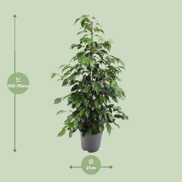Birkenfeige – Ficus benjamina Danielle – Ø21cm – ca. 95–105cm hoch – Zimmerpflanze mit glänzend grünen Blättern – Pflegeleichte & luftreinigende Grünpflanze – Plant