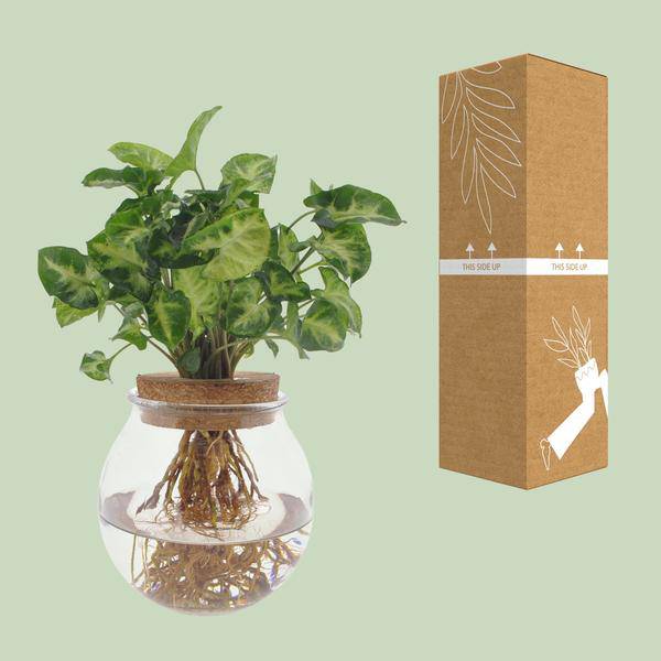Purpurtute Syngonium Pixie – Hydroponische Zimmerpflanze – Ø12cm – 30cm Höhe – dekoratives grünes Laub – Pflegeleicht – Plant