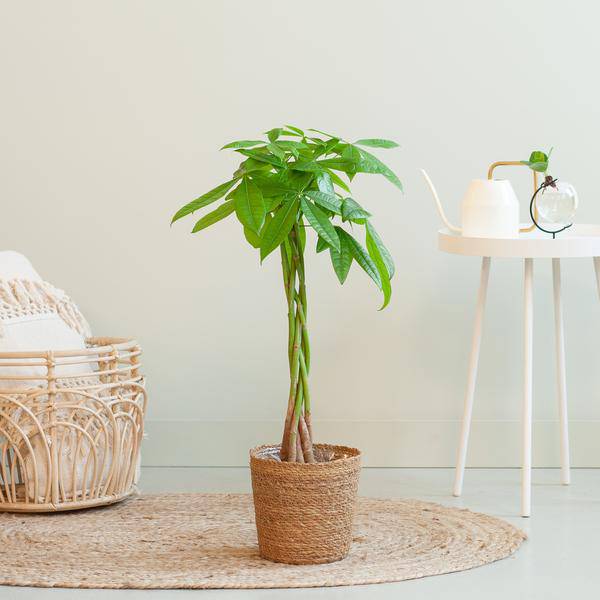 Pachira Aquatica 80cm – Glückskastanie Zimmerpflanze Ø21cm im naturfarbenen Seegras – Korb Sofia – Geldbaum mit geflochtenem Stamm – Plant