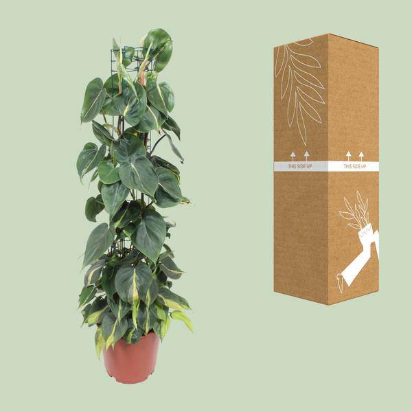 Philodendron Scandens Brasil – Baumfreund – Zimmerpflanze – Ø24cm ↕120cm – Herzblattpflanze mit grün – gelben Blättern – tropische Hängepflanze – Plant