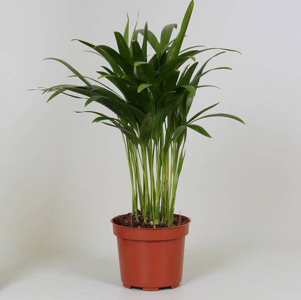 Goldfruchtpalme Areca Dypsis – Ø12cm – 35cm hoch – Luftreinigende Zimmerpflanze – Pflegeleicht & Tropisches Flair – Plant