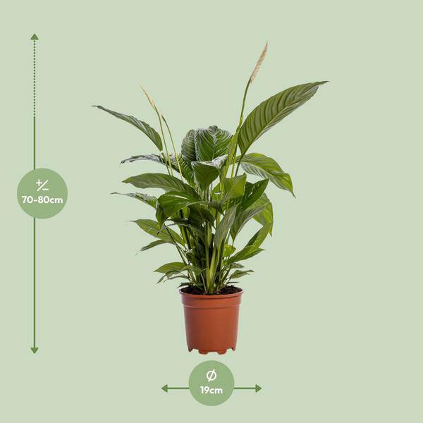 Einblatt – Spathiphyllum Bingo Cupido – Zimmerpflanze – Ø19cm – ↕80cm – Friedenslilie mit weißen Blüten – Pflegeleichte & luftreinigende Grünpflanze – Plant