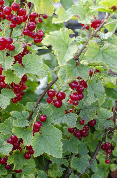 Rote Bio Johannisbeere – Ribes rubrum ‘Jonkheer van Tets’ – Ø13cm – ca. 45cm hoch – Frühe Sorte mit hohem Ertrag – Saure & frische Beeren – winterharte Beerenpflanze – Plant