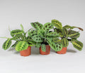 Pfeilwurz Maranta Leuconeura Fascinator Zimmerpflanze ↕30cm – pflegeleichte Grünpflanze für Wohnzimmer, Büro & helle Standorte kaufen – Plant