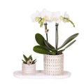 Pflanzenset Weiße Phalaenopsis Orchidee Amabilis & Sukkulente – Keramiktöpfe Mosaik – Auf cremefarbenem organischem Tablett – Plant