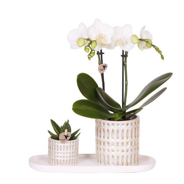 Pflanzenset Weiße Phalaenopsis Orchidee Amabilis & Sukkulente – Keramiktöpfe Mosaik – Auf cremefarbenem organischem Tablett – Plant