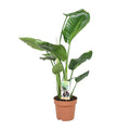 Baum – Strelitzie – Strelitzia Nicolai – Riesenweiße Paradiesvogelblume – tropische Zimmerpflanze – pflegeleicht & dekorativ – Ø17cm – ca. 60cm hoch – Plant