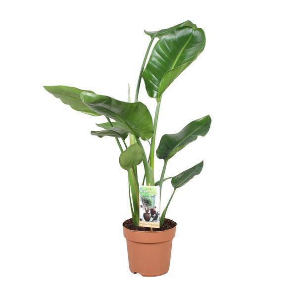 Baum – Strelitzie – Strelitzia Nicolai – Riesenweiße Paradiesvogelblume – tropische Zimmerpflanze – pflegeleicht & dekorativ – Ø17cm – ca. 60cm hoch – Plant