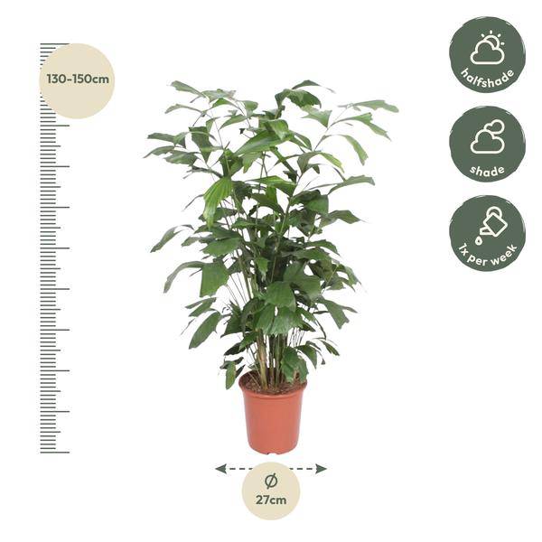 Fischschwanzpalme – Caryota Mitis – Zimmerpflanze – 140cm – Ø27cm – Exotische Palme mit fächerförmigen Blättern für Wohnzimmer und Büro – Plant