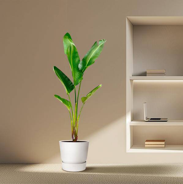 Baum – Strelitzie – Strelitzia Augusta – Zimmerpflanze – 210cm – Ø30cm – Weißer Paradiesvogel mit großen Blättern für Wohnzimmer und Büro – Plant