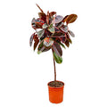 Gummibaum Ficus Elastica Belize Zimmerpflanze Ø24cm ↕130cm – pflegeleichte Grünpflanze für Wohnzimmer, Büro & helle Standorte kaufen – Plant