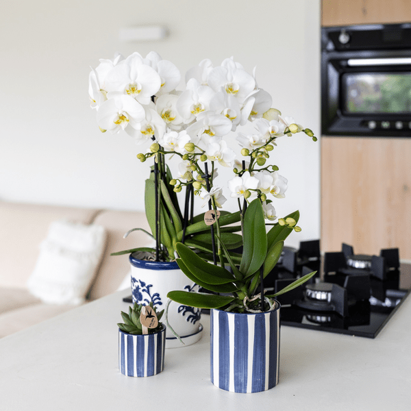 Ziertopf Painted Stripe – Blau – Ø6cm – Keramiktopf mit Streifenmuster – Stilvolles Wohnaccessoire für kleine Zimmerpflanzen, Sukkulenten & Kakteen – Plant