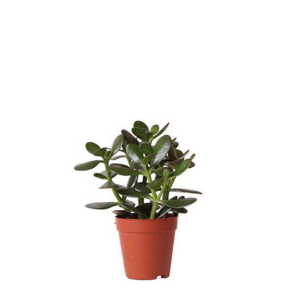 Sukkulente Crassula Ovata – Ø9cm – Robuste Zimmerpflanze mit glänzenden Blättern – Pflegeleicht & dekorativ – Für Wohnzimmer, Büro & Bad – Plant