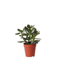 Sukkulente Crassula Ovata – Ø9cm – Robuste Zimmerpflanze mit glänzenden Blättern – Pflegeleicht & dekorativ – Für Wohnzimmer, Büro & Bad – Plant