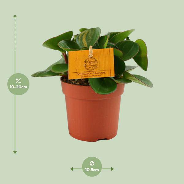 Zwergpfeffer Peperomia Obtusifolia Zimmerpflanze Ø11cm ↕15cm – pflegeleichte Grünpflanze für Wohnzimmer, Büro & helle Standorte kaufen – Plant