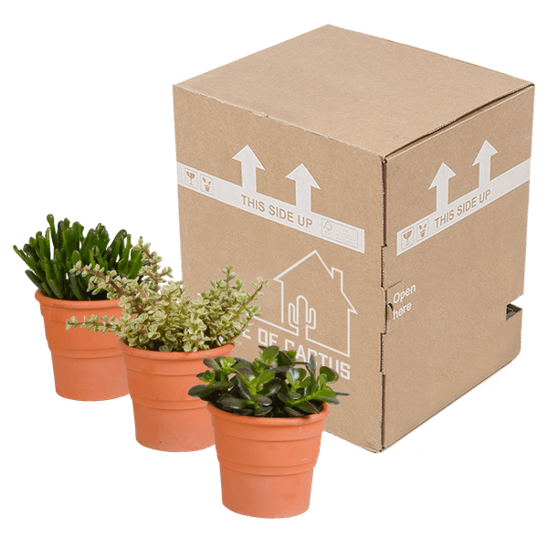 Crassula Mix – Dickblatt 3 Pflanzen – Ø10,5cm Zimmerpflanzen im Terrakotta – Topf – Verschiedene Sukkulenten im mediterranen Tontopf – Plant