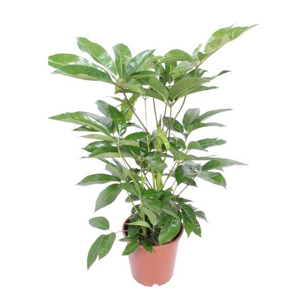 Regenschirmbaum Schefflera Actinophylla Amate Zimmerpflanze Ø24cm ↕100cm – pflegeleichte Grünpflanze für Wohnzimmer, Büro & helle Standorte – Plant