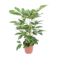 Regenschirmbaum Schefflera Actinophylla Amate Zimmerpflanze Ø24cm ↕100cm – pflegeleichte Grünpflanze für Wohnzimmer, Büro & helle Standorte – Plant