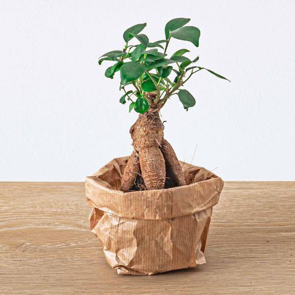 Chinesische Feige Ficus Ginseng Bonsai Zimmerpflanze Ø6cm – pflegeleichte Grünpflanze für Wohnzimmer, Büro & helle Standorte kaufen