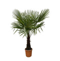 Hanfpalme – Trachycarpus 180cm – Ø30cm – Immergrüne Palme mit fächerförmigen Blättern – Pflegeleicht – Plant