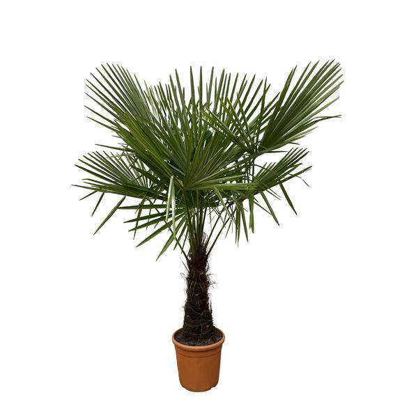 Hanfpalme – Trachycarpus 180cm – Ø30cm – Immergrüne Palme mit fächerförmigen Blättern – Pflegeleicht – Plant