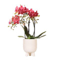 Phalaenopsis Orchidee Rot Zimmerpflanze Ø9cm ↕40cm – blühende Orchidee für Wohnzimmer, Büro & helle Standorte kaufen – Plant