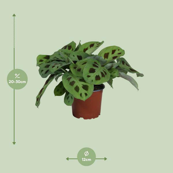 Pfeilwurz – Maranta Leuconeura Kerchoveana – Gebetspflanze – Zimmerpflanze – Ø12cm – ↕30cm – Tropische Blattschmuckpflanze – Plant