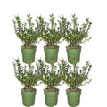 Stechpalmenhecke Ilex crenata 'Jenny' Gartenpflanze – winterharte Pflanze für Garten, Balkon, Terrasse, Kübel & Beet online kaufen – Plant