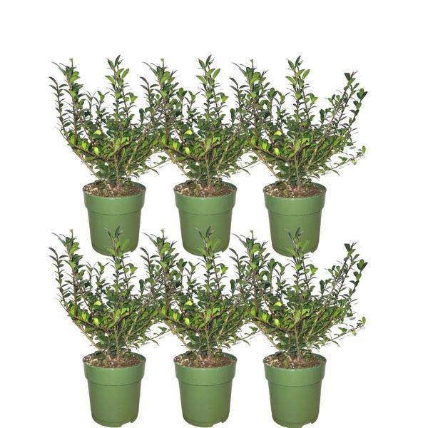 Stechpalmenhecke Ilex crenata 'Jenny' Gartenpflanze – winterharte Pflanze für Garten, Balkon, Terrasse, Kübel & Beet online kaufen – Plant