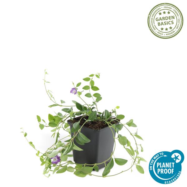 Immergrün – Vinca minor 'Atropurpurea' – ↕10-25cm – Ø9cm – Bodendecker mit lila Blüten – Sonne & Halbschatten – Pflegeleicht – Plant